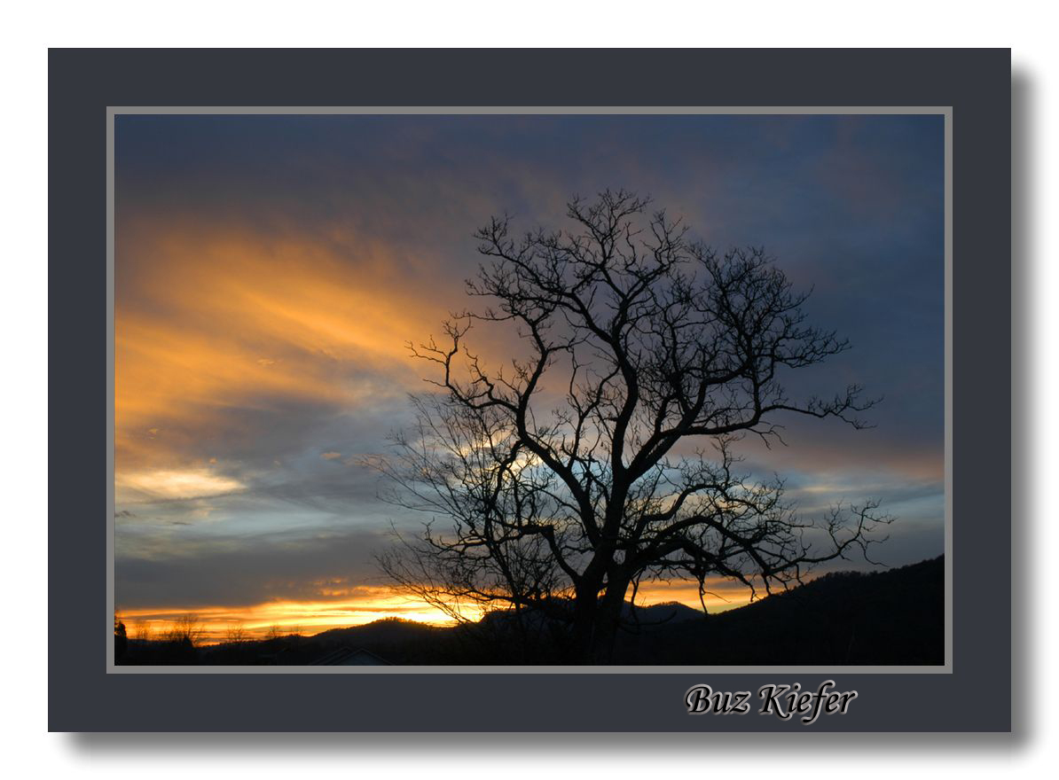 Walnut Tree at Sunset