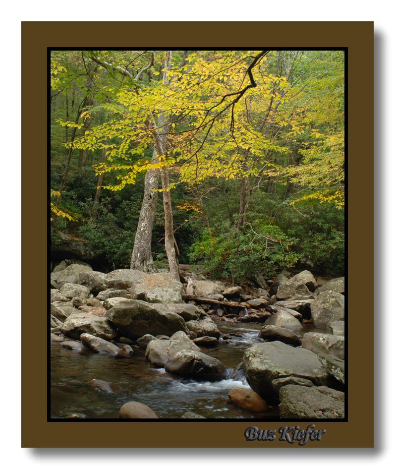 Birch Leaves over Stream