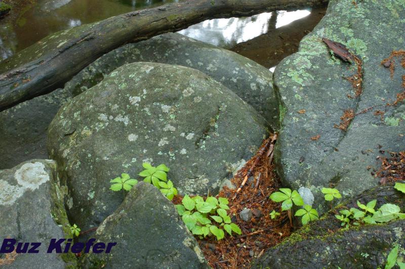 Stream Rocks.jpg