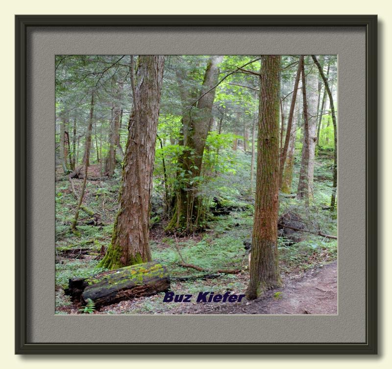 Linden Tree among the Hemlocks along the Grotto Falls Trail-framed.jp