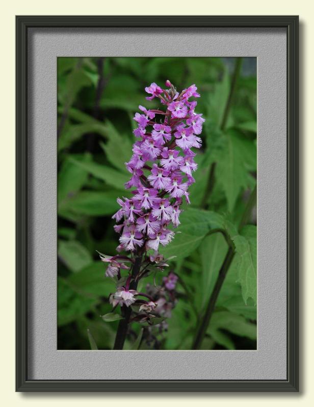 Purple Fringed Orchid near Clingmans Dome-framed.jpg