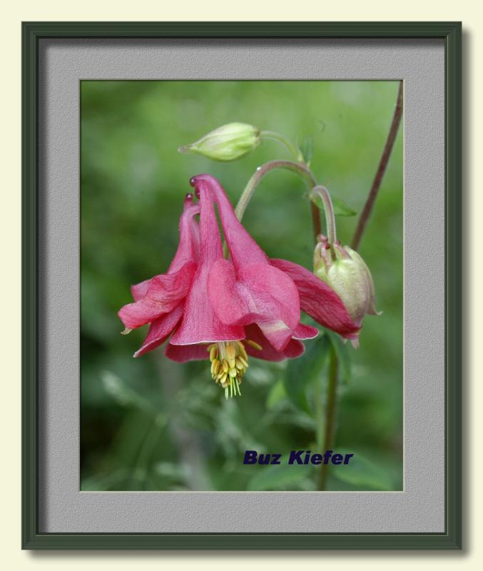 Wood Columbine.jpg