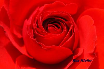 Red Rose.jpg