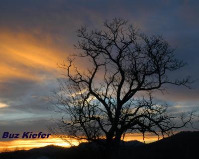Walnut Tree at Sunset.jpg