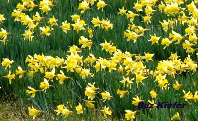 Field of Daffodils.jpg