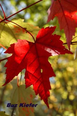 Maple Leaf.jpg