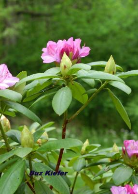 Rhododendron Bloom and Buds.jpg