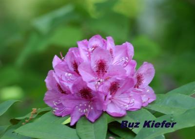 Rhododendron on Roan Mountain