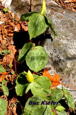 Yellow Trillium and Limestone.jpg