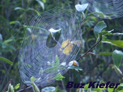 Spider Web - Apple Tree.jpg