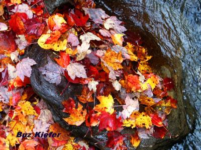 Leaves in Rock by Stream.jpg