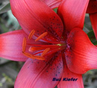 Day Lily.jpg