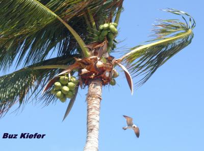 Sea Gull and Coconut Tree.jpg