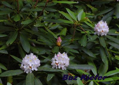 Rhododendron Maximum.jpg