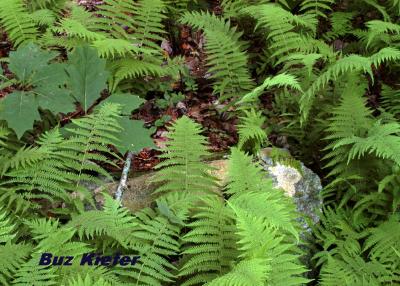 Ferns and Rock.jpg