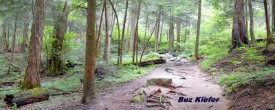 In Hemlocks Along Grotto Falls Trail.jpg