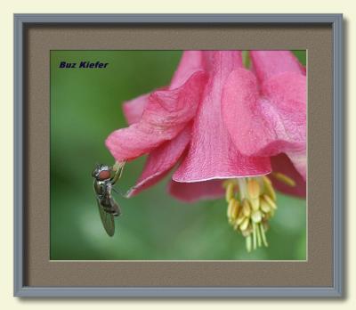 Wood Columbine and Small Bee-framed.jpg