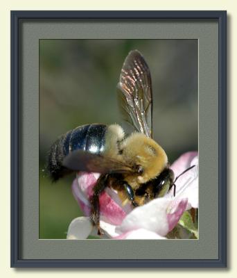 Flying Bumble Bee on Apple Blossom-framed.jpg