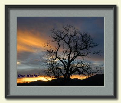 Walnut Tree at Sunset