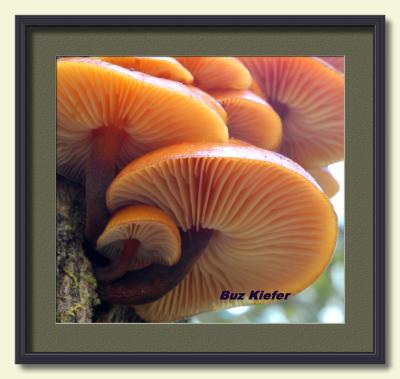Mushroom Gills-framed.jpg