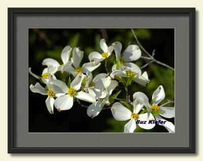 Spring Dogwoods-framed.jpg