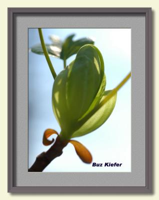 Yellow Poplar Bud 2-framed.jpg