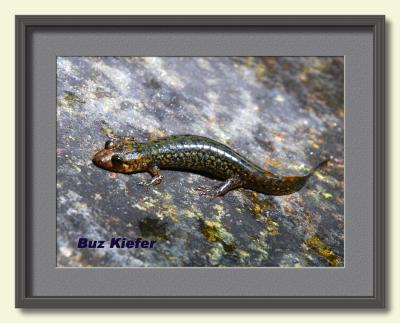 Salamander Sunning on a Rock-framed.jpg