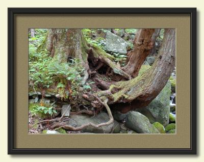 Trunks and Roots-framed.jpg