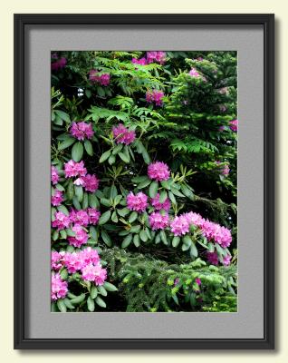 Mountain Ash, Rhododendron and Fir.jpg