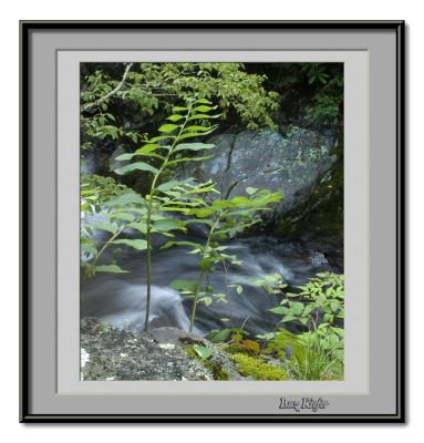 Solomon Seal with Seeds Over Gorge