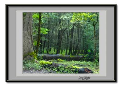 Beneath the Trees on a Rainy Day.jpg