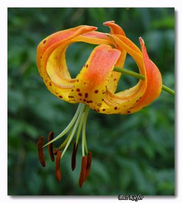 Turk's Cap Lily