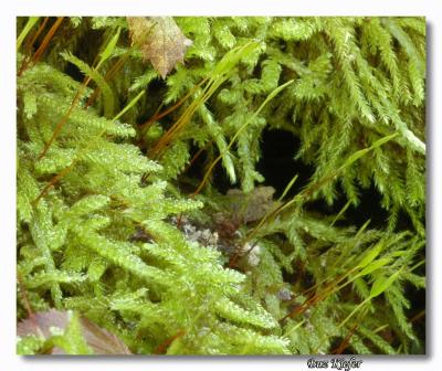 Moss - Reproductive Stage