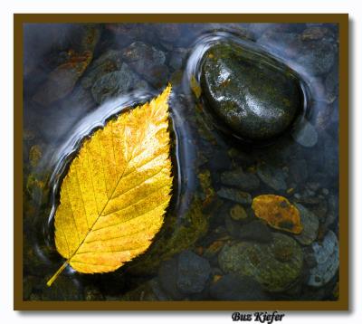 Birch Leaf and Stone