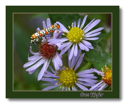 Colorful Insect on Asters