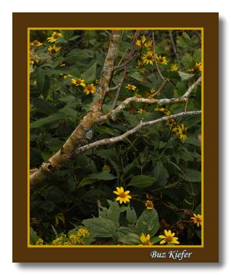 Sunflowers and Birch Branch