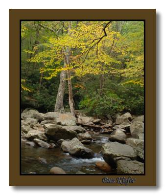 Birch Leaves over Stream