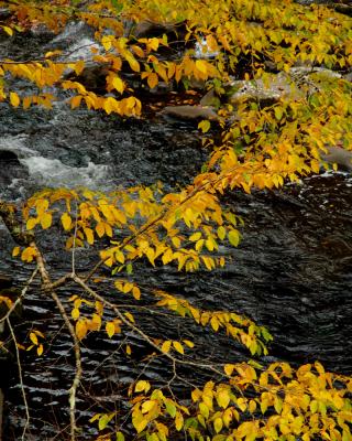 Birch Leaves over Little River.jpg
