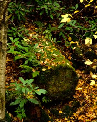Mossy Log and Leaves.jpg