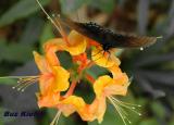 Butterfly on Flame Azalea