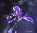 Bee and Tree Frog on Louisiana Iris