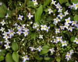 Bluets