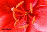 Red Asiatic Day Lily.jpg