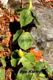 Yellow Trillium and Limestone.jpg