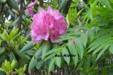 Rhododendron and Mountain Ash