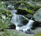 Rhododendrons on Roaring Fork.jpg