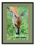 Feeding Button Buck.jpg