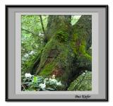 Small Rhododendron Growing in Maple Tree