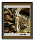 Driftwood