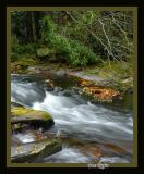 Leaves Along Little River